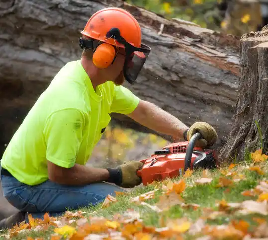 tree services Delhi Hills